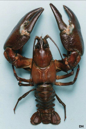 Signal Crayfish - invasive species